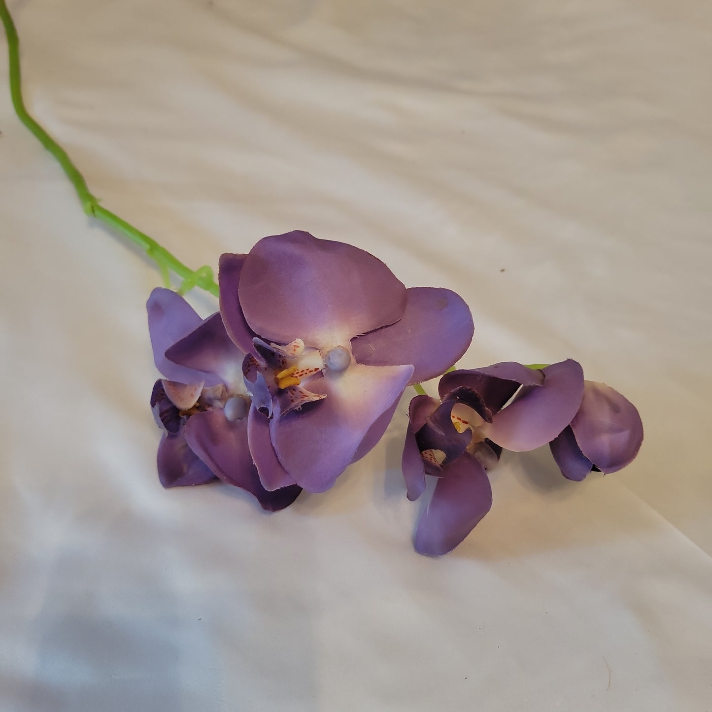 royal purple orchids