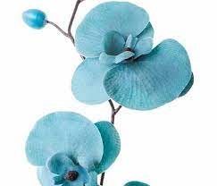 teal orchids